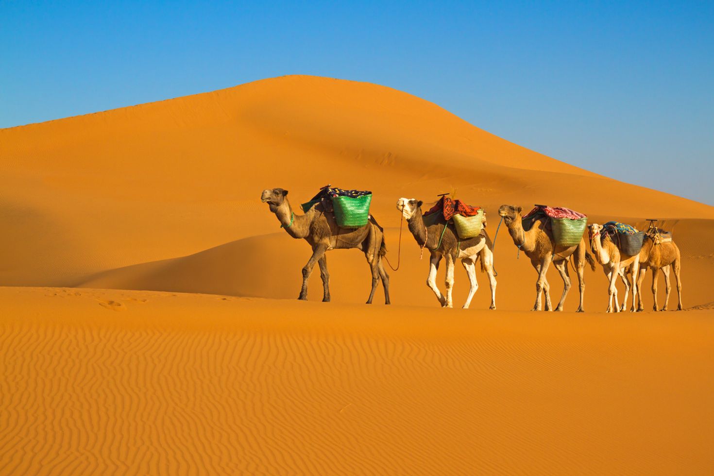 Desert safari